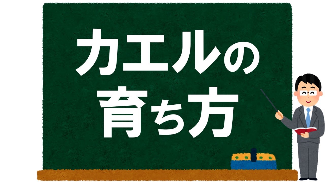 【理科】カエルの育ち方～両生類・呼吸・成長など～【受験】