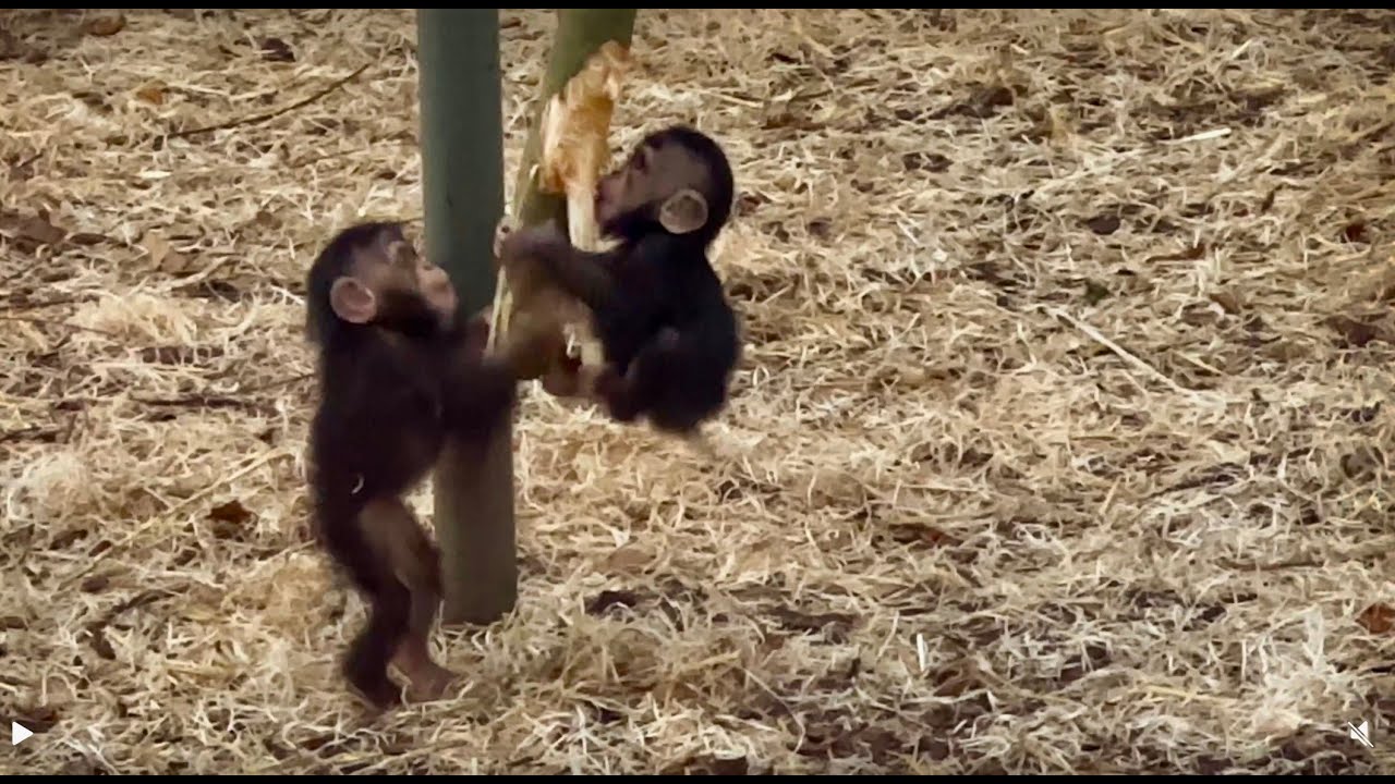 Baby Chimps with their Mother - They are so Sweet - PART 5 ❤️ 🥰