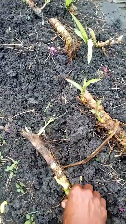 perluasan lahan tanam rumput odot