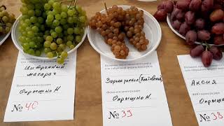 Встреча виноградарей Харьковщины 31 августа 2019 года. Представленные грозди 1