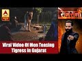 Sansani: Video Of Men Teasing Tigress in Gujarat Goes Viral | ABP News