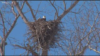 Athlete Statistics What a comeback! Bald eagles thriving in northwest Ohio