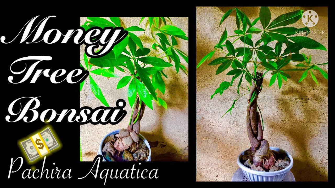 HOW TO MAKE MONEY TREE BONSAI/PACHIRA AQUATICA YouTube