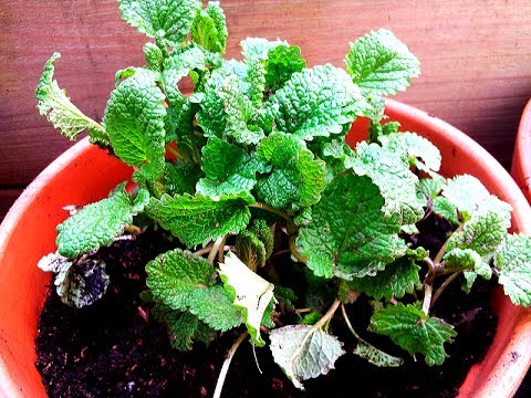 Growing Lemon Balm (Melissa Officinalis) Organic Mosquito Repellent & Health Benefits!