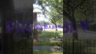 You Dont Have To Subscribe But If You Do Thank You