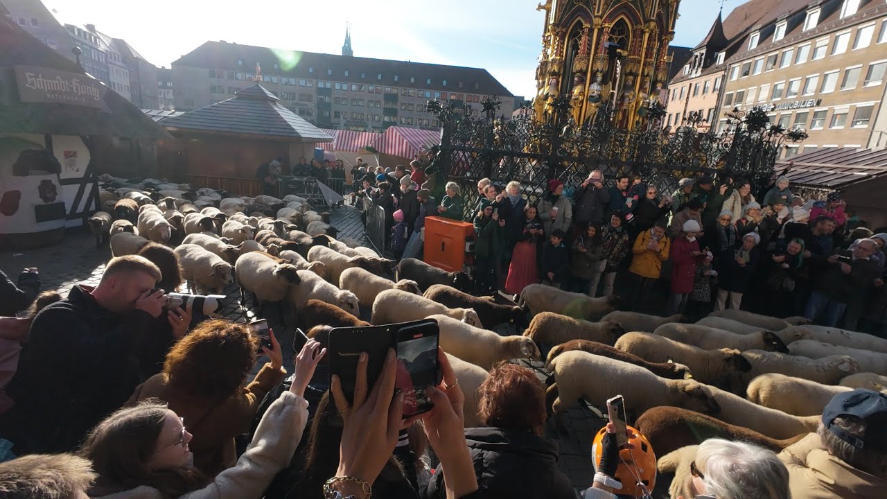 Bis zu 800 Schafe ziehen durch Nürnberg - 2025