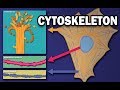 THE CYTOSKELETON - MICROTUBULES, INTERMEDIATE FILAMENTS, MICROFILAMENTS