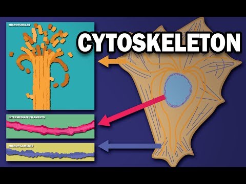 THE CYTOSKELETON - MICROTUBULES, INTERMEDIATE FILAMENTS, MICROFILAMENTS