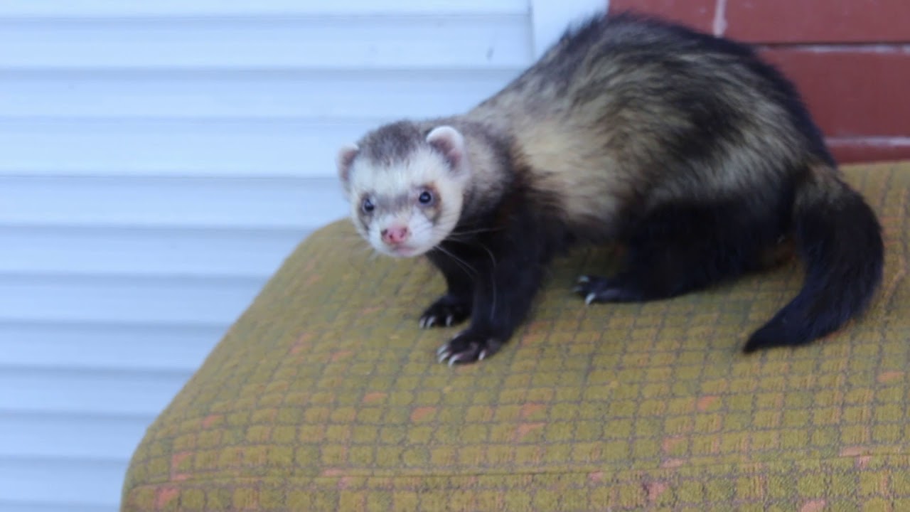 хорька сему. хорек соболь куница. хорька сему. хорька сему. хорька сему.