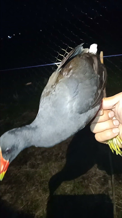 Menjaring burung mandar batu d mlm hari