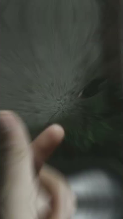 sound effect || Sound tukang sate      #soundtrack #soundeffects #soundtukangsate