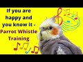 If you are happy and you know it  cockatiel singing training  bird whistle training