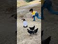 Ibrahim vs Chicken: Kaun Jeeta? 😂