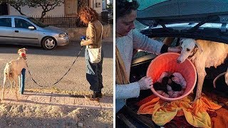 Собака со сломанными лапками три километра вела ветеринаров к своим щенкам Собака со сломанными лапками три километра вела ветеринаров к своим щенкам