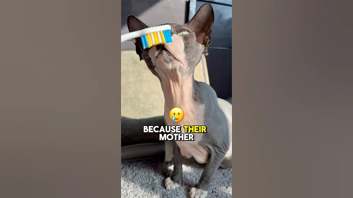 Video 7388701: sphynxcat catlover cats, kitten sphynxcats catlover cute, sphynx funny catlover kitten, sphynx cat meow, sphynx cat fun, catlover cute funny hair, mother cat