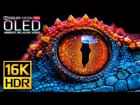 Animals & Nature Video for Display Test - Dolby Vision 16K HDR 240fps | 4K Video • 8K Ultra HD TV