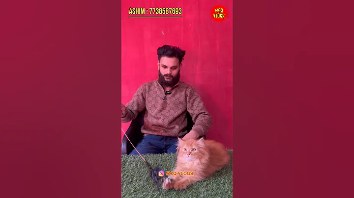 Video 11765381: persian exotic cats kittens, persian cat kitten pet, colour persian cat kitten, face persian cat kitten, persian cat kitten doll, persian cattery exotic, ginger colour persian cat