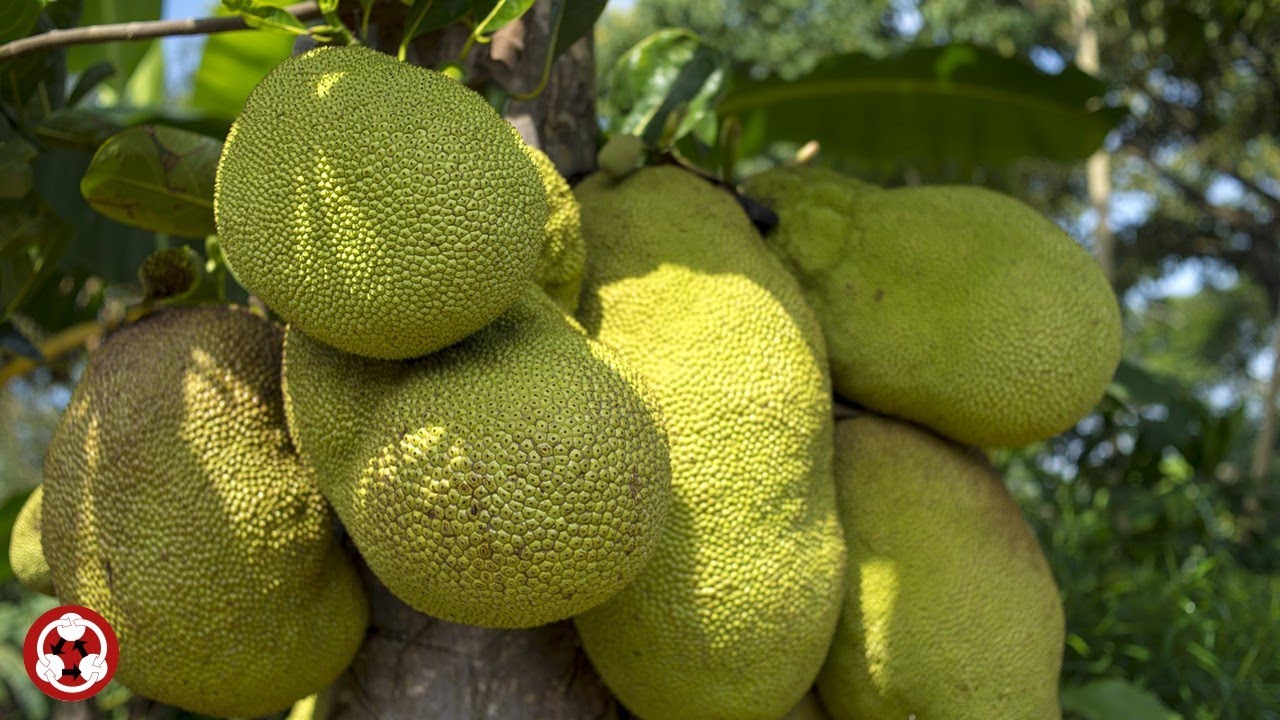 Fruits How To Pronounce Jackfruit jacquier Jackfrucht Jackfrukt Jaca yaca 