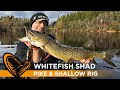 Whitefish shad savage gear  pour les pcheurs de brochet