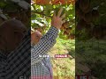 Kiwi: più Quantità e Pezzatura uniforme con i prodotti a base di Farina di Basalto®