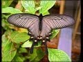 Atrophaneura alcinous