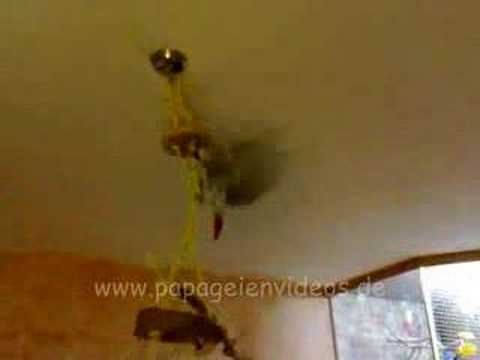 papageien-karussel---parrot-merry-go-round