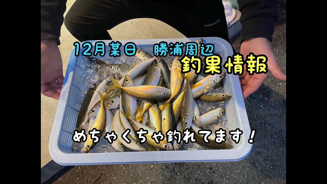 12月末 勝浦 アジ釣果速報 釣り場の案内や釣り方はコスタまで Youtube