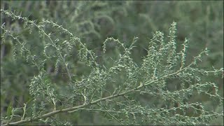 Health Check: How to prepare for fall allergies