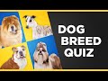 Guess the Dog Breed Quiz