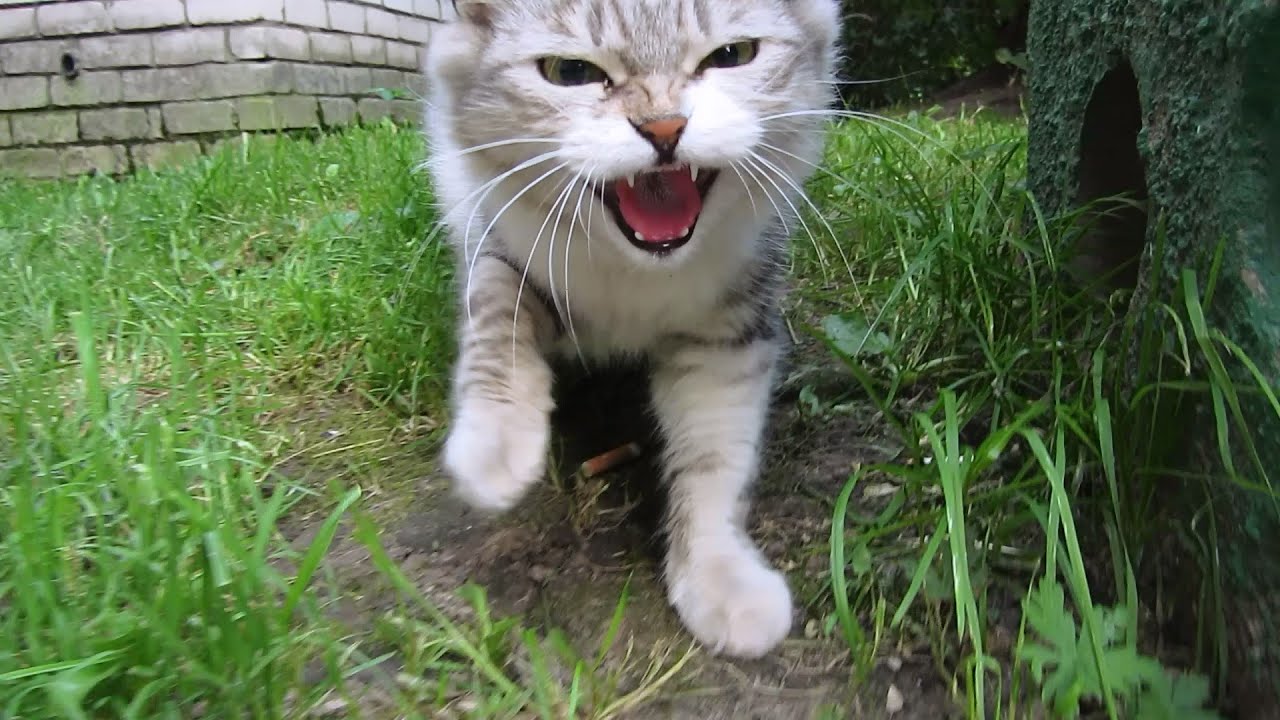  cat  hisses  at me and very hungry FunnyCat TV