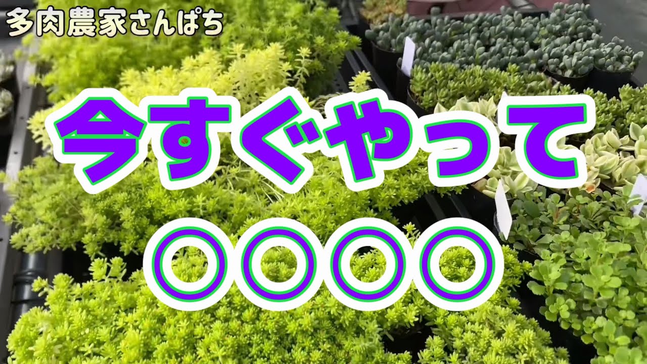 Succulents] [Do This Right Now! ○○○○] - YouTube