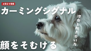 犬が顔をそむける理由とは？カーミングシグナルを解説！【Alice's Dog & Cat】#カーミングシグナル #犬語 #犬の気持ち