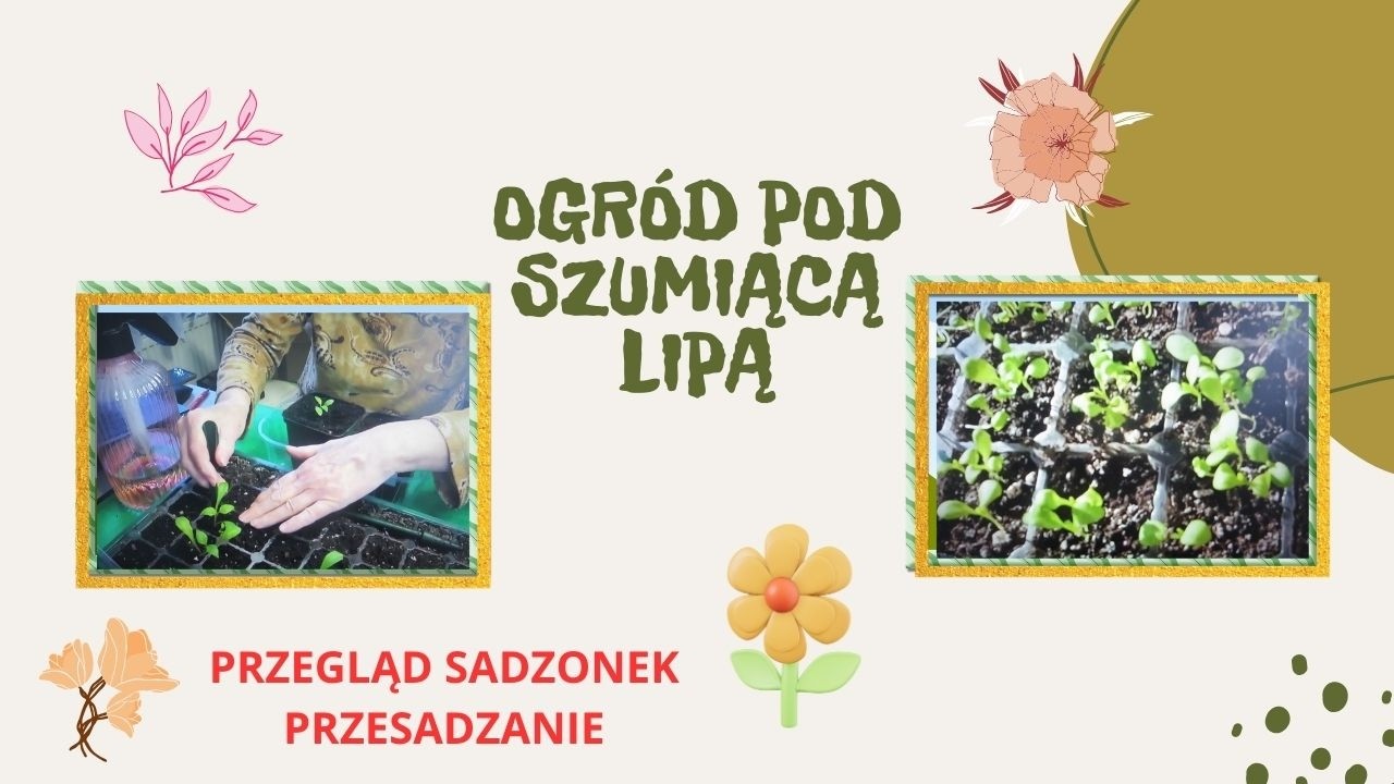 Podziękowanie, przesadzam sadzonki, przegląd sadzonek.