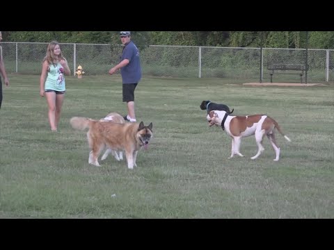 Wideo: Keep Your Hot Dog spokojny, fajny i zebrane w te odświeżające letnie przysmaki