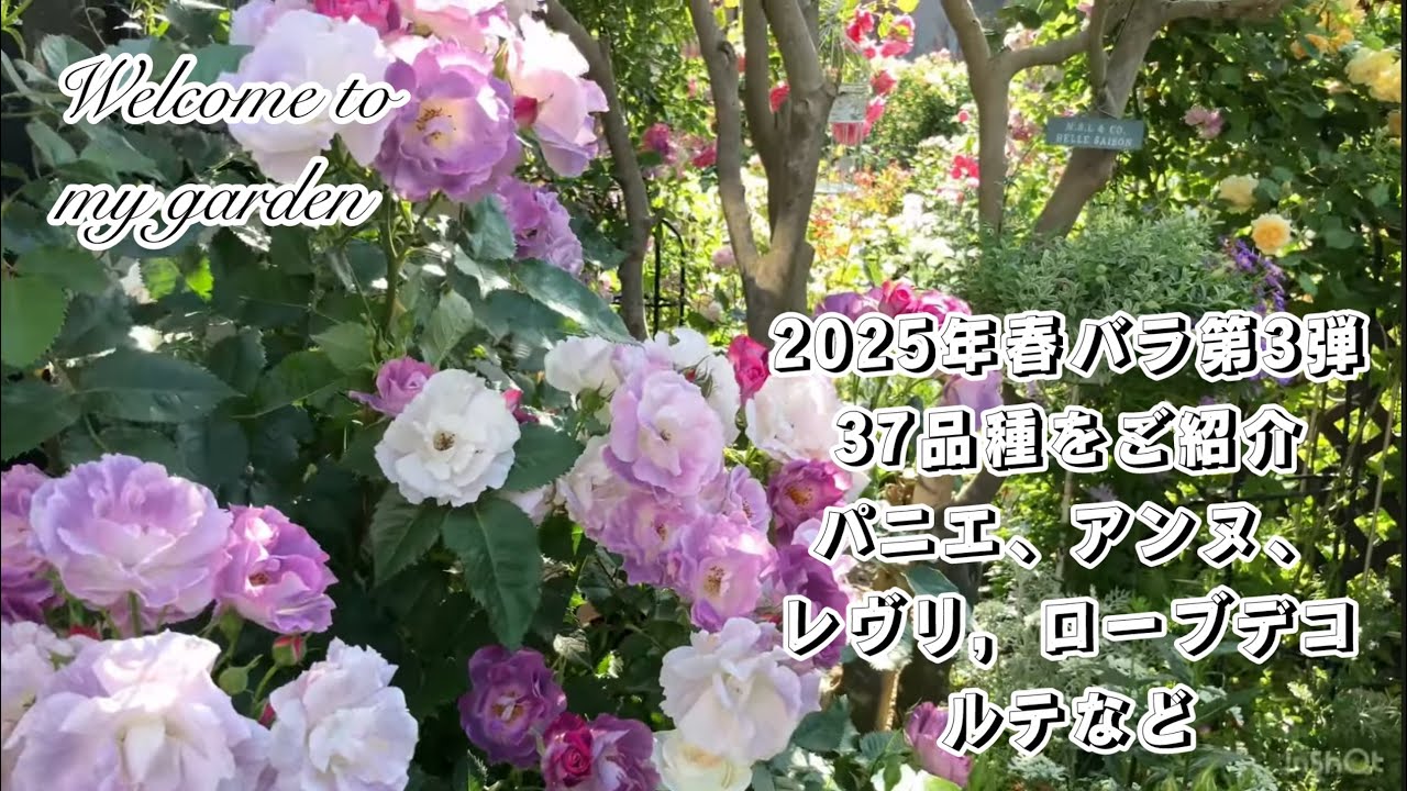 2025年春バラ 37品種をご紹介【パニエ，アンヌ，レヴリ，ローブデコルテなど】