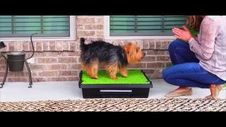 PetSafe® Pet Loo