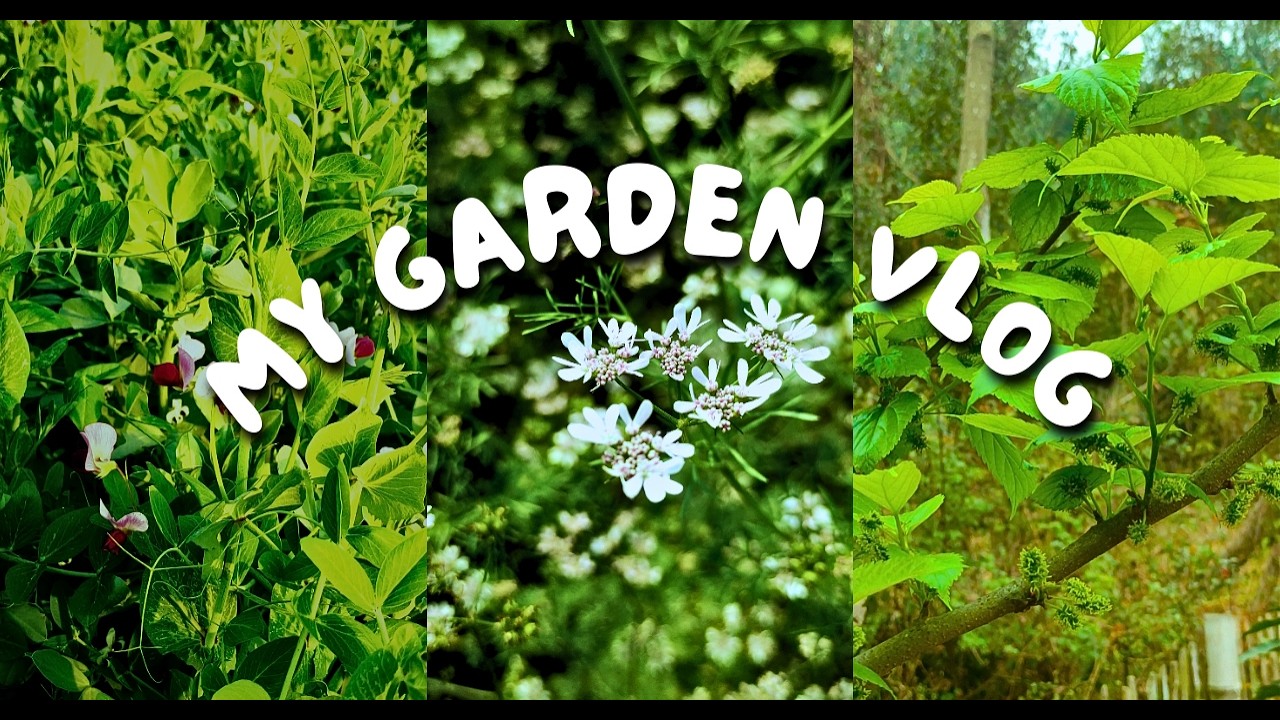 My Beautiful Home Garden Tour 🌿 | Peaceful Nature Vlog #garden #nature #gardening #peaceful #india