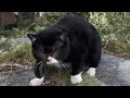 ［むー!と鳴く］猫に見える木彫りの熊