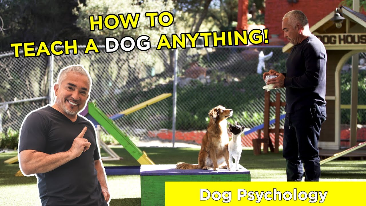 Download HOW TO TEACH A DOG ANYTHING! With Cesar Millan!