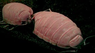 ダイオウグソクムシ　Giant Isopod　Bathynomus giganteus