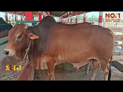 ঈদ বাজার ঘিরে জমে উঠেছে বাগেরহাটের পশু খামার | Cattle Market | Eid Ul Adha | Bagerhat | Ekhon TV