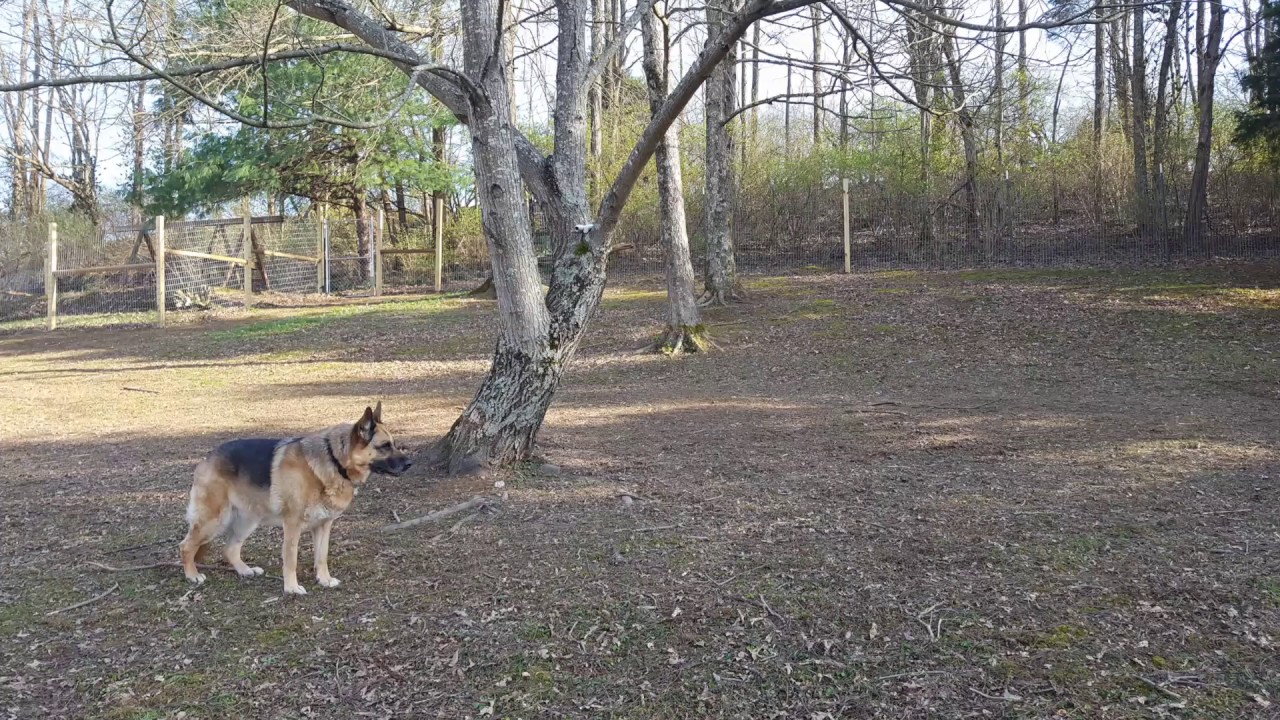 Dog walking Lexington KY YouTube