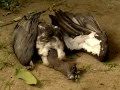 Vanishing Vultures - From Millions to near extinct