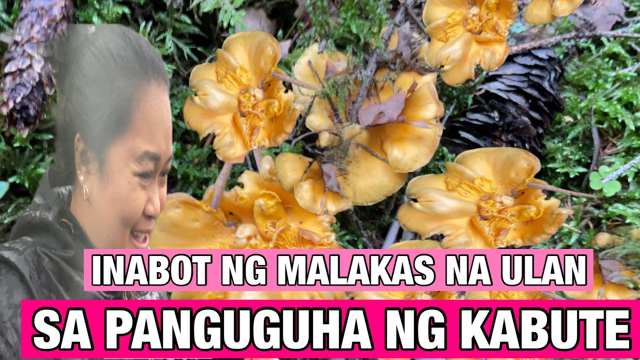 MUSHROOM PICKING SA GUBAT||INABUTAN NG MALAKAS NA ULAN || MUSHROOM PICKING IN FINLAND