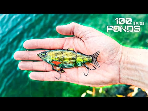 Will A REALISTIC Bluegill Swimbait Catch Fish? (100 Ponds Ep. 28