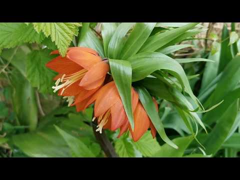 Video: Fritillaria Imperialis Care - Tips Menanam Bunga Mahkota Kerajaan