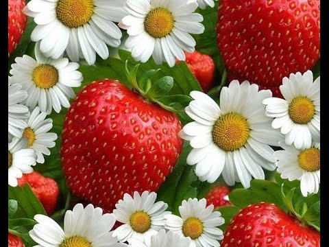 Ромашка біла, квітка кохання!! Ромашка белая, цветок любви! Daisy white flower of love !!!