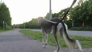 Evening trotting with saluki by TuireKan 1,786 views 3 years ago 43 seconds