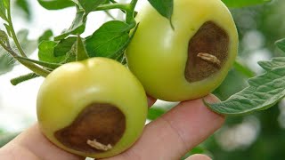 Why do tomatoes rot and how to prevent it?