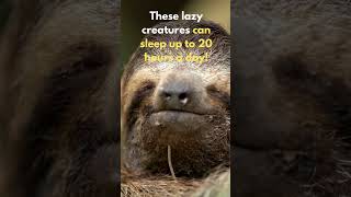 How Long Can A Sloth Sleep In A Day #shorts #animals #sloth
